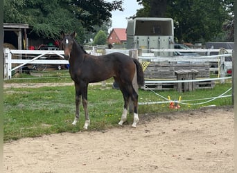 Oldenburger, Stute, Fohlen (05/2025), 169 cm