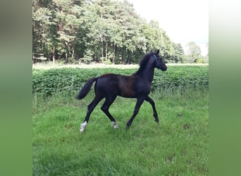 Oldenburger Mix, Stute, , 169 cm, Dunkelbrauner