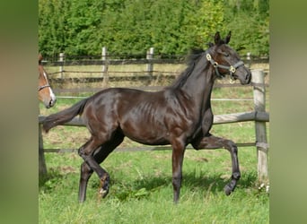 Oldenburger, Stute, Fohlen (03/2025), 170 cm, Rappe