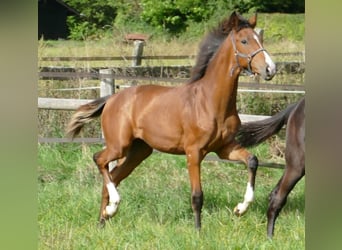 Oldenburger, Stute, Fohlen (03/2025), 170 cm, Rappe