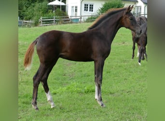 Oldenburger, Stute, Fohlen (03/2025), 170 cm, Rappe