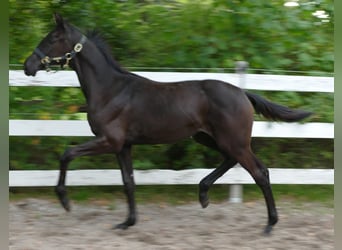 Oldenburger, Stute, Fohlen (03/2025), 170 cm, Rappe