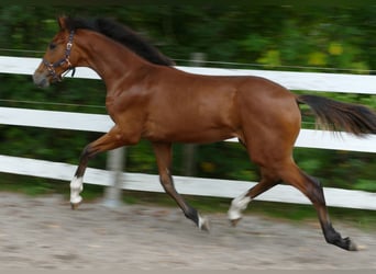 Oldenburger, Stute, Fohlen (03/2025), 170 cm, Rappe