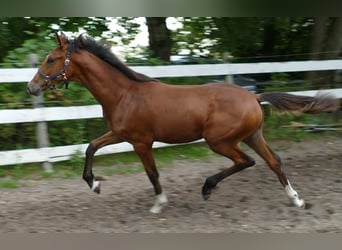 Oldenburger, Stute, Fohlen (03/2025), 170 cm, Rappe