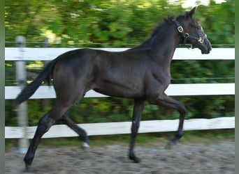 Oldenburger, Stute, Fohlen (03/2025), 170 cm, Rappe