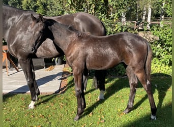 Oldenburger, Stute, Fohlen (04/2024), 170 cm, Schwarzbrauner