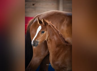 Oldenburger, Stute, Fohlen (05/2025), 172 cm, Brauner