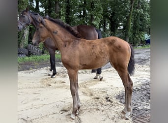 Oldenburger, Stute, , 172 cm, Dunkelbrauner