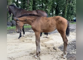 Oldenburger, Stute, , 172 cm, Dunkelbrauner
