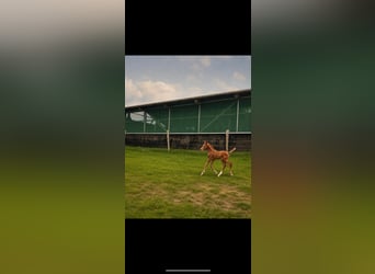 Oldenburger, Stute, Fohlen (06/2026), Dunkelbrauner