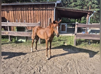 Oldenburger, Stute, Fohlen (04/2025), Dunkelfuchs