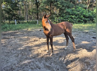 Oldenburger, Stute, Fohlen (04/2025), Dunkelfuchs