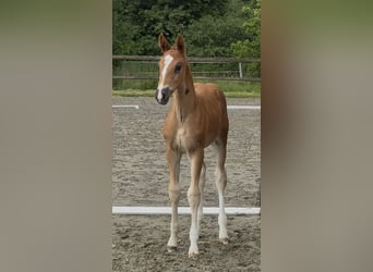 Oldenburger, Stute, , Dunkelfuchs