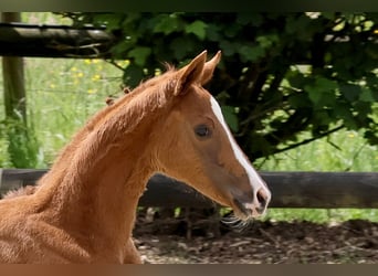 Oldenburger, Stute, , Dunkelfuchs