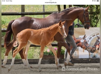 Oldenburger, Stute, Fohlen (04/2025), Fuchs
