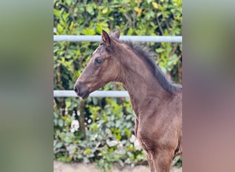 Oldenburger, Stute, Fohlen (03/2026), Rappe