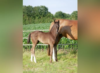 Oldenburger, Stute, , Rappe