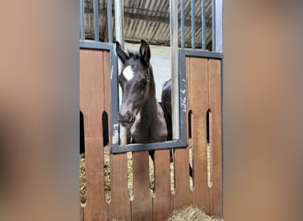 Oldenburger, Stute, Fohlen (05/2025), Rappe