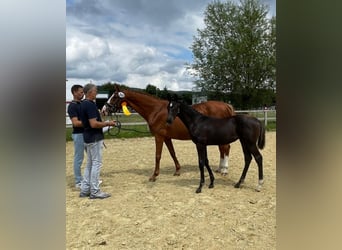 Oldenburger, Stute, Fohlen (03/2025), Rappe