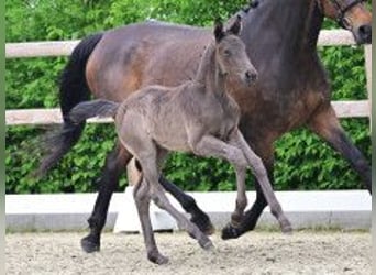 Oldenburger, Stute, Fohlen (04/2026), Rappe
