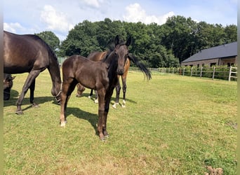 Oldenburger, Stute, Fohlen (05/2026), Rappe
