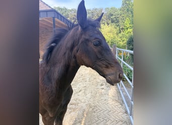 Oldenburger, Stute, Fohlen (05/2026), Rappe