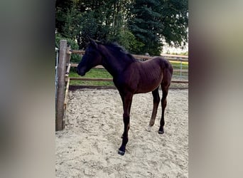 Oldenburger, Stute, Fohlen (05/2026), Rappe