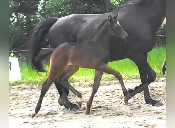 Oldenburger, Stute, , Schwarzbrauner