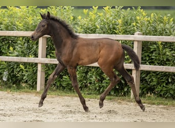 Oldenburger, Stute, Fohlen (05/2025), Schwarzbrauner
