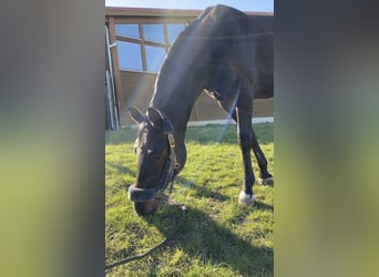 Oldenburger, Wallach, 10 Jahre, 162 cm, Dunkelbrauner
