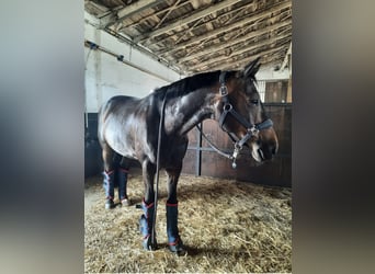 Oldenburger, Wallach, 10 Jahre, 162 cm, Dunkelbrauner
