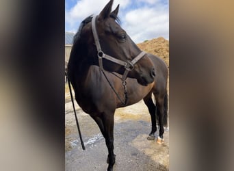 Oldenburger, Wallach, 10 Jahre, 162 cm, Dunkelbrauner