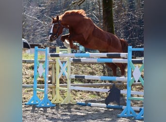 Oldenburger, Wallach, 10 Jahre, 162 cm, Fuchs