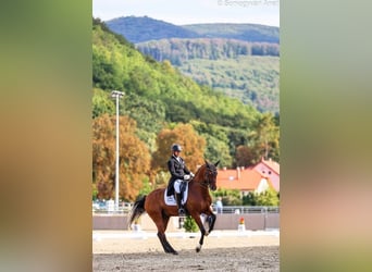 Oldenburger, Wallach, 10 Jahre, 162 cm, Rotbrauner
