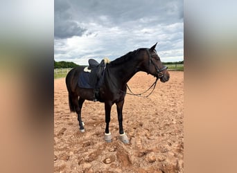Oldenburger, Wallach, 10 Jahre, 163 cm, Dunkelbrauner