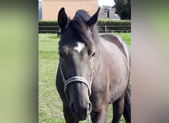 Oldenburger, Wallach, 10 Jahre, 165 cm, Rappe