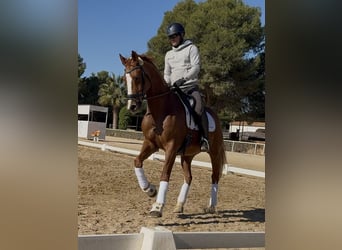 Oldenburger, Wallach, 10 Jahre, 167 cm, Dunkelfuchs