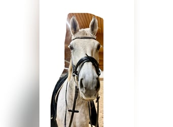 Oldenburger, Wallach, 10 Jahre, 168 cm, Apfelschimmel