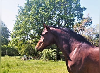 Oldenburger, Wallach, 10 Jahre, 168 cm, Brauner Oldenburger, Wallach, 10 Jahre, 168 cm, Brauner