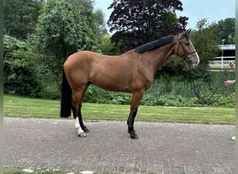 Oldenburger, Wallach, 10 Jahre, 168 cm, Brauner