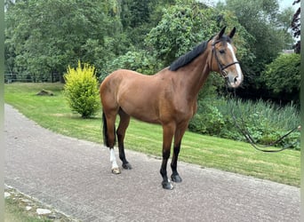 Oldenburger, Wallach, 10 Jahre, 168 cm, Brauner
