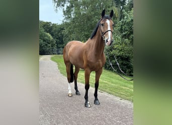 Oldenburger, Wallach, 10 Jahre, 168 cm, Brauner
