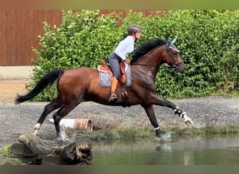 Oldenburger, Wallach, 10 Jahre, 168 cm, Dunkelbrauner