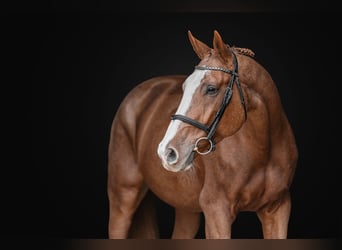 Oldenburger, Wallach, 10 Jahre, 168 cm, Rotbrauner