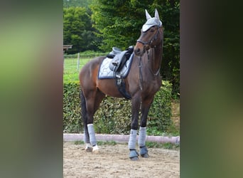 Oldenburger, Wallach, 10 Jahre, 170 cm, Brauner