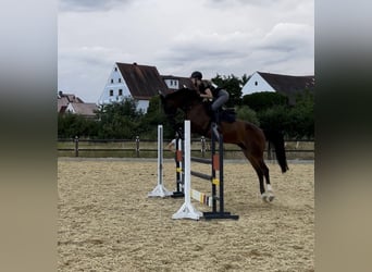 Oldenburger, Wallach, 10 Jahre, 170 cm, Brauner