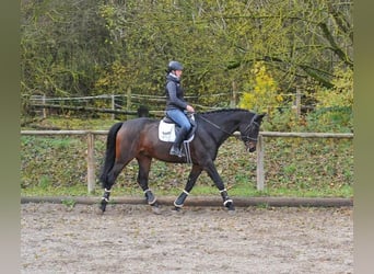 Oldenburger, Wallach, 10 Jahre, 170 cm, Brauner