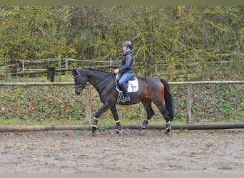 Oldenburger, Wallach, 10 Jahre, 170 cm, Brauner