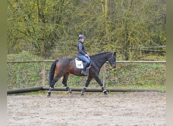 Oldenburger, Wallach, 10 Jahre, 170 cm, Brauner