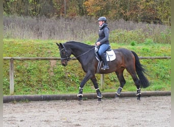 Oldenburger, Wallach, 10 Jahre, 170 cm, Brauner